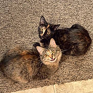 Sophie And Lola joined the competition — help win amazing prizes! cat, cats, feline, pet, indoor, carpet, curious, fur_pattern, tabby, tortoiseshell, two_animals, looking_up, animal_pair, cute, whiskers, ears, floor, texture, companionship, playful