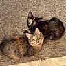 cat, cats, feline, pet, indoor, carpet, curious, fur_pattern, tabby, tortoiseshell, two_animals, looking_up, animal_pair, cute, whiskers, ears, floor, texture, companionship, playful