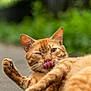 Charity joined the competition — help win amazing prizes! cat, ginger_cat, animal, pet, tongue_out, winking, paw, fur, close_up, lying_down, outdoor, green_background, cute, playful, whiskers, relaxed, feline, nature, mammal, one_eye_closed