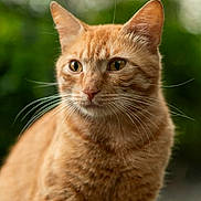 Charity joined the competition — help win amazing prizes! cat, ginger_cat, animal, pet, whiskers, fur, portrait, close_up, outdoor, nature, green_background, feline, cute, soft_light, mammal, domestic_animal, eyes, ears, face, calm