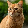 cat, ginger_cat, animal, pet, whiskers, fur, portrait, close_up, outdoor, nature, green_background, feline, cute, soft_light, mammal, domestic_animal, eyes, ears, face, calm