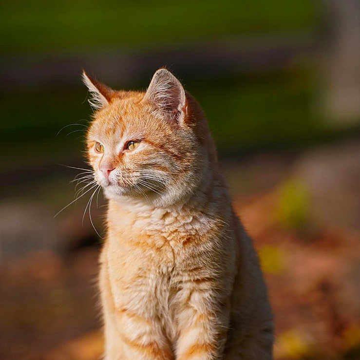 Charity is registered to the contest to win money with this photo: alert, animal, background_blur, cat, cute, daylight, ears, feline, fur, grass, greenery, mammal, nature, orange_tabby, outdoor, pet, portrait, sitting, sunlight, whiskers