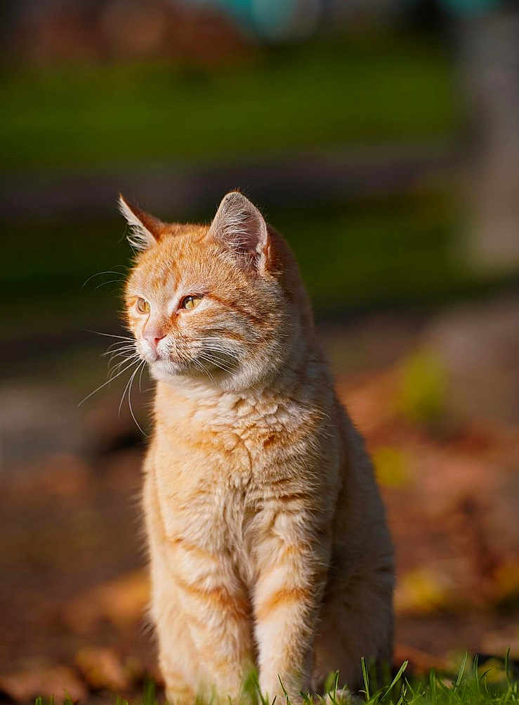 Charity is registered to the contest to win money with this photo: cat, orange_tabby, outdoor, sunlight, grass, fur, animal, pet, whiskers, ears, mammal, nature, portrait, sitting, greenery, daylight, feline, cute, alert, background_blur