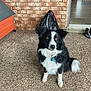 Astra is registered to the contest to win money with this photo: dog, border_collie, black_and_white, sitting, patio, brick_wall, doghouse, boots, trash_bag, outdoor, pet, fur, collar, leash_tag, alert, animal, canine, floor, door, house