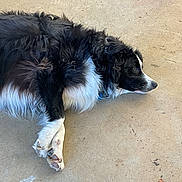 Astra is registered to the contest to win money with this photo: dog, black_and_white, lying_down, paws_crossed, concrete_floor, relaxed, pet, canine, fur, animal, side_view, domestic_animal, outdoor, resting, muzzle, ears, portrait, quiet, calm, companion