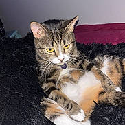 Vega is registered to the contest to win money with this photo: cat, tabby_cat, white_paws, yellow_eyes, whiskers, collar, pet, feline, animal, indoors, bed, blanket, fuzzy_blanket, relaxed, lounging, sitting, portrait, closeup, bedroom, cozy