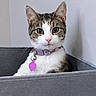 Nova is registered to the contest to win money with this photo: cat, tabby_cat, pet, animal, portrait, sitting, collar, pet_tag, heart_tag, gray_bin, storage_box, indoor, home, wall, furniture, gray, white_fur, striped_fur, ears, whiskers