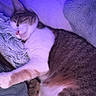 Nova is registered to the contest to win money with this photo: cat, sleeping, pet, animal, feline, tabby, white_fur, brown_fur, pink_nose, closed_eyes, relaxed, cuddling, lap, blanket, cushion, sofa, indoor, portrait, cozy, purple_lighting