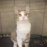 cat, kitten, animal, pet, portrait, sitting, standing, face, eyes, ears, whiskers, white_fur, gray_fur, tabby, indoor, window_blinds, cage, platform, flash_photography, cute