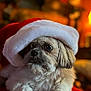 dog, santa_hat, red_cushion, fluffy, pet, indoor, holiday, warm_lighting, close_up, cute, christmas, animal, furry, decor, cozy, portrait, relaxed, small_dog, festive, hat