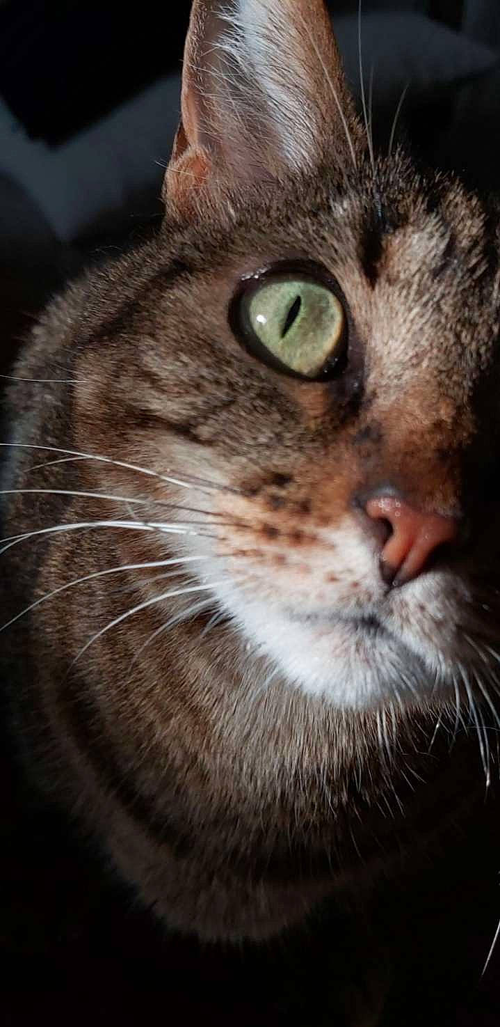 Lyla a rejoint le concours — aidez-le/la à gagner de superbes lots ! american_bobtail, american_wirehair, asian, california_spangled, carnivore, cat, close_up, domestic_short_haired_cat, ear, european_shorthair, eye, felidae, fur, mammal, nose, photography, small_to_medium_sized_cats, snout, tabby_cat, whiskers