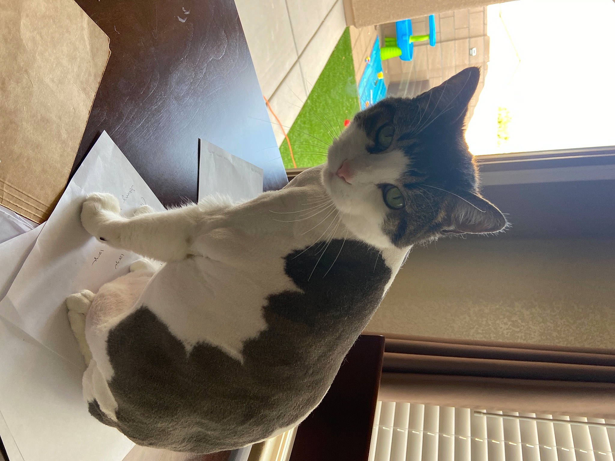 Julius joined the competition — help win amazing prizes! box, cardboard, carnivore, cat, domestic_short_haired_cat, felidae, flooring, fur, hardwood, packaging_and_labeling, paper_product, room, shipping_box, small_to_medium_sized_cats, snout, tail, whiskers, window, window_blind, wood