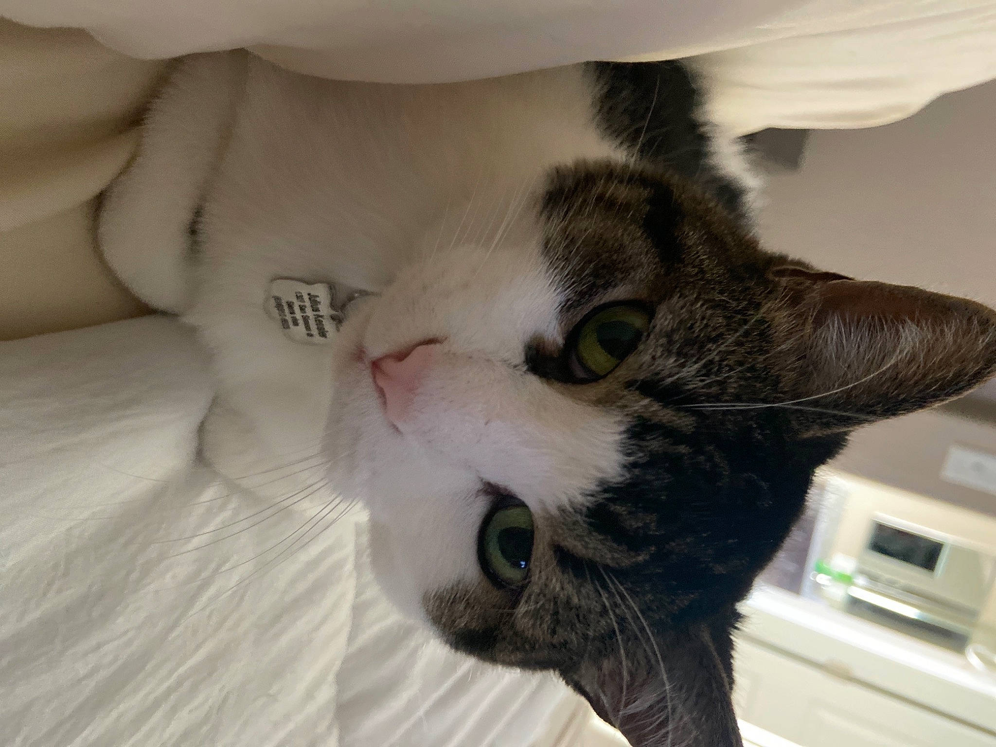 Julius joined the competition — help win amazing prizes! carnivore, cat, claw, comfort, domestic_short_haired_cat, ear, electronic_device, eye, eyelash, fawn, felidae, fur, head, home_appliance, nose, paw, small_to_medium_sized_cats, snout, tail, whiskers