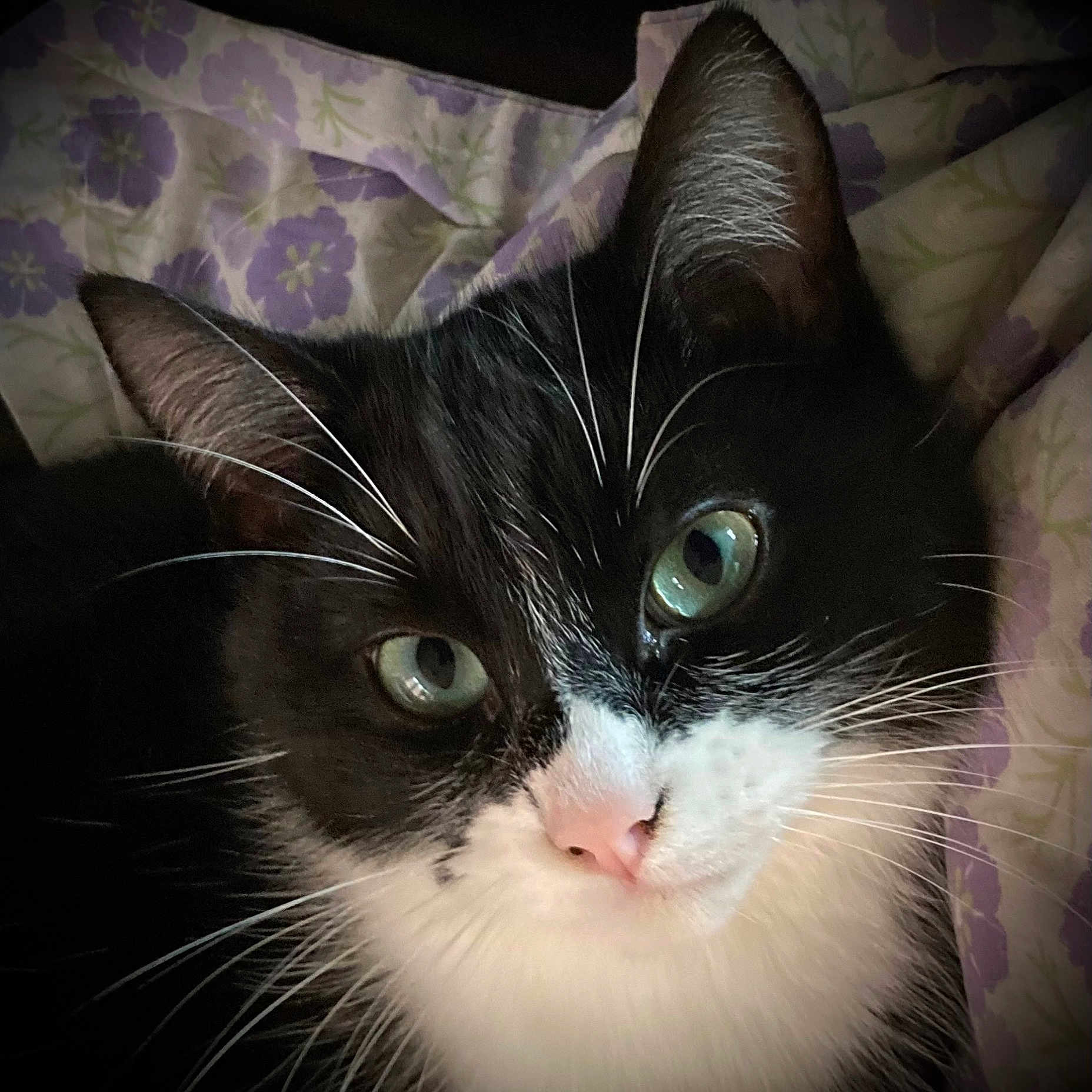 Louna participe au concours pour gagner de l'argent avec cette photo : abyssinian, animal, bed, bedroom, blanket, cat, couch, cushion, face, furniture, head, homedecor, indoors, kitten, manx, person, pet, photography, portrait, room