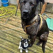Ary participe au concours pour gagner de l'argent avec cette photo : dog, puppy, black_dog, small_dog, large_dog, canine, pets, animal_portrait, sitting, standing, harness, black_and_white, outdoor, deck, wooden_floor, backyard, garden, bucket, garden_hose, outdoor_furniture