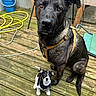 dog, puppy, black_dog, small_dog, large_dog, canine, pets, animal_portrait, sitting, standing, harness, black_and_white, outdoor, deck, wooden_floor, backyard, garden, bucket, garden_hose, outdoor_furniture