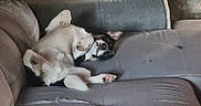 Ary a rejoint le concours — aidez-le/la à gagner de superbes lots ! dog, puppy, black_and_white, lying_down, belly_up, playful, relaxed, paws, pet, couch, sofa, indoor, living_room, upside_down, floppy_ears, white_fur, black_fur, animal, cute, funny