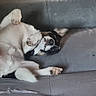 dog, puppy, black_and_white, lying_down, belly_up, playful, relaxed, paws, pet, couch, sofa, indoor, living_room, upside_down, floppy_ears, white_fur, black_fur, animal, cute, funny