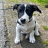 Ary a rejoint le concours — aidez-le/la à gagner de superbes lots ! puppy, dog, black_and_white, sitting, outdoor, path, grass, pavement, portrait, animal, pet, young_dog, floppy_ears, white_markings, black_fur, collar, front_paws, close_up, nature, daylight