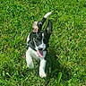 Ary participe au concours pour gagner de l'argent avec cette photo : dog, puppy, black_and_white, grass, outdoors, running, playful, happy, tongue, ears, tail, pet, animal, canine, garden, nature, sunlight, portrait, motion, energetic