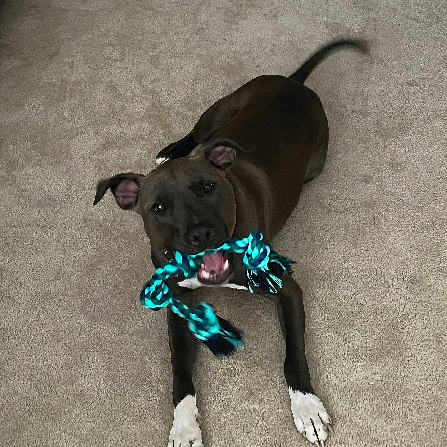 Zazu