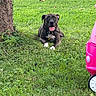 Zazu is registered to the contest to win money with this photo: dog, black_dog, white_paws, grass, tree, outdoor, pet, tongue_out, toy_car, pink, play, nature, summer, animal, collar, happy, relaxed, canine, park, daylight