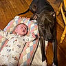 baby, dog, floor, wooden_floor, mat, cushion, indoor, pet, child, sleepwear, black_dog, white_paws, curious, lying_down, looking, flooring, wood, furniture_leg, cozy, companionship