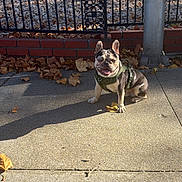 Louie is registered to the contest to win money with this photo: animal, autumn, brick_wall, canine, daytime, dog, french_bulldog, happy, harness, iron_fence, leaves, nature, outdoor, pet, shadow, sidewalk, smiling, street, sunlight, urban