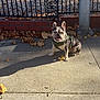 animal, autumn, brick_wall, canine, daytime, dog, french_bulldog, happy, harness, iron_fence, leaves, nature, outdoor, pet, shadow, sidewalk, smiling, street, sunlight, urban