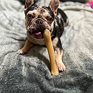 Louie joined the competition — help win amazing prizes! dog, french_bulldog, bone, pet, lying, blanket, bed, indoor, cute, animal, playing, canine, fur, ears, tongue, paw, closeup, expression, domestic, companion
