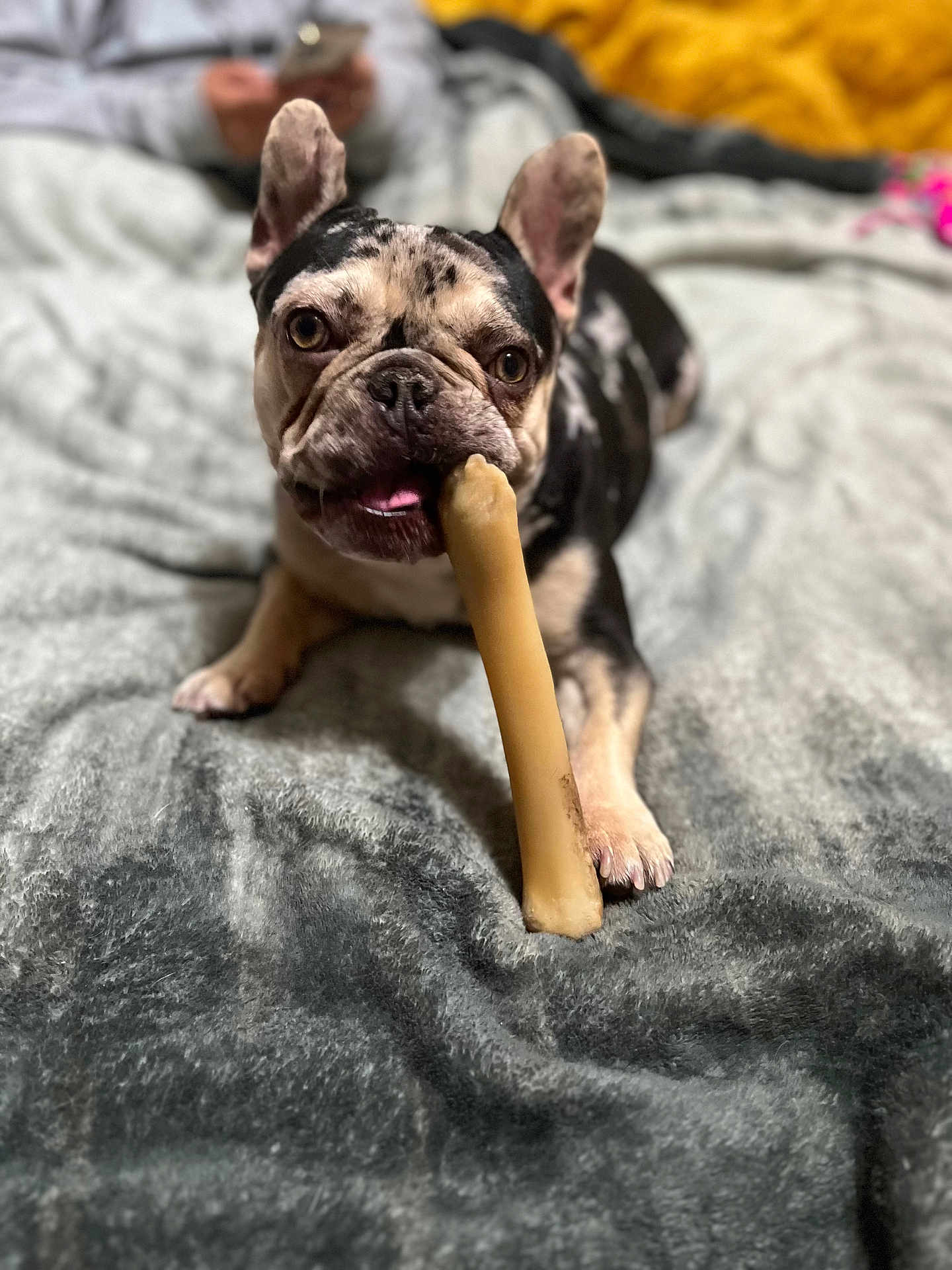 Louie joined the competition — help win amazing prizes! dog, french_bulldog, bone, pet, lying, blanket, bed, indoor, cute, animal, playing, canine, fur, ears, tongue, paw, closeup, expression, domestic, companion