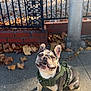 Louie joined the competition — help win amazing prizes! animal, autumn_leaves, closeup, concrete, cute, daytime, dog, fence, french_bulldog, happy, harness, metal_pole, outdoor, pet, playful, shadow, sidewalk, sitting, smiling, sunlight