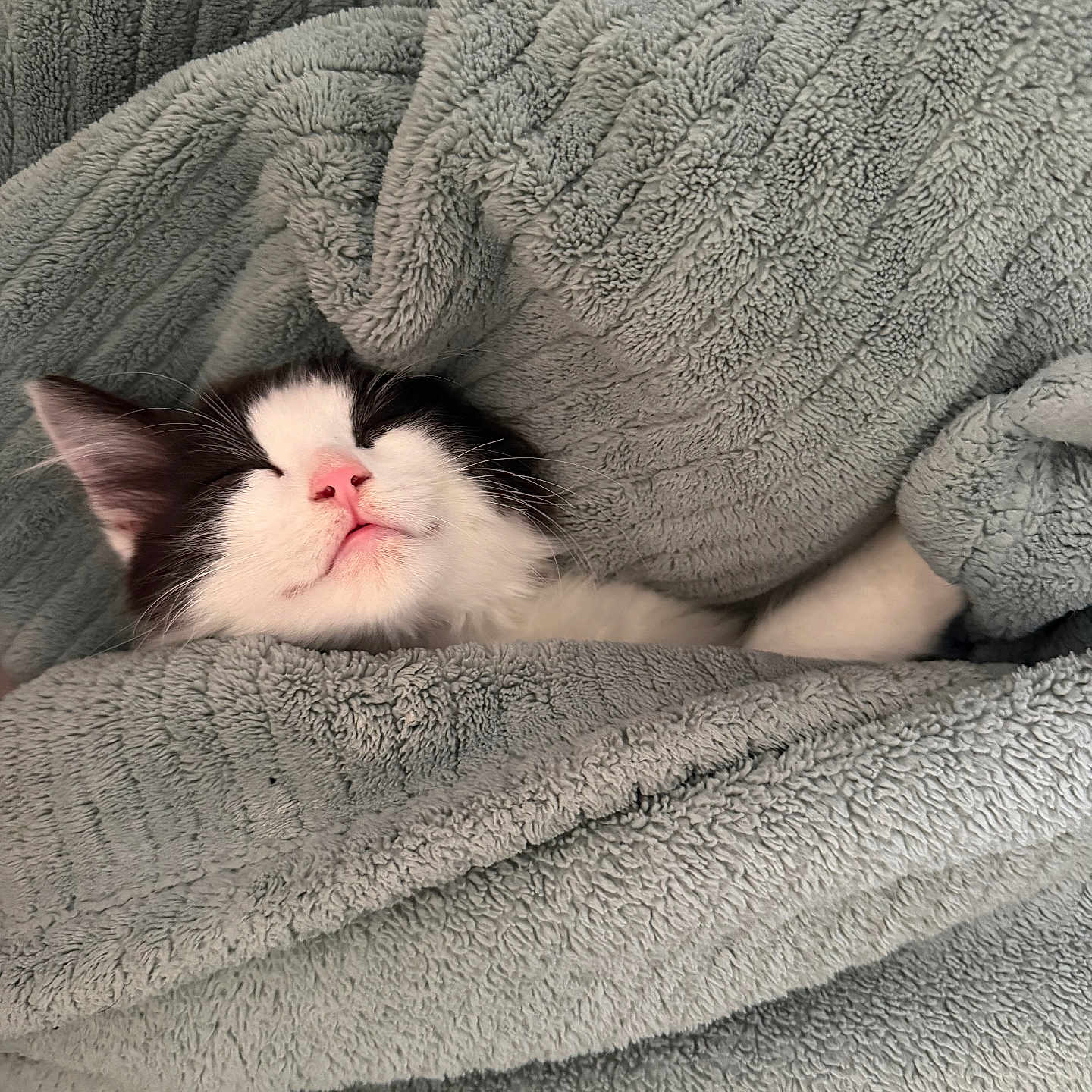 Dice is registered to the contest to win money with this photo: black_and_white, blanket, cat, close_up, comfort, cozy, cute, fur, indoor, kitten, nap, pet, pink_nose, relaxation, rest, sleeping, sleepy, soft, whiskers, wrapped
