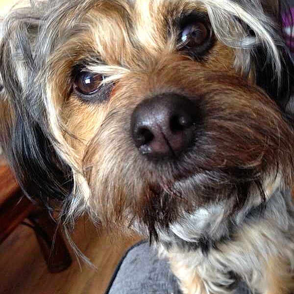 Archie