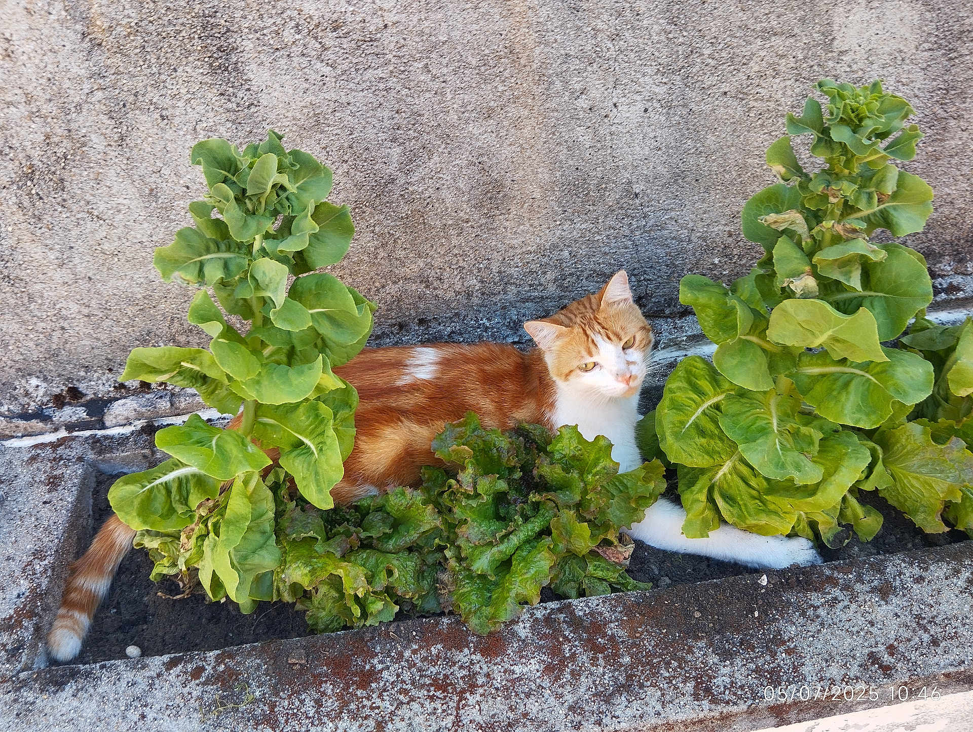 Weasley participe au concours pour gagner de l'argent avec cette photo : cat, orange_cat, white_cat, plants, green_leaves, garden_bed, concrete_wall, outdoor, pet, feline, relaxed, curious, nature, leafy, sunlight, animal, resting, closeup, daytime, texture