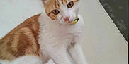 Weasley participe au concours pour gagner de l'argent avec cette photo : cat, orange_and_white, pet, animal, indoor, person, shoulder, curious, feline, domestic_cat, collar, white, orange, ears, whiskers, paws, looking, back, wall, door