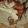 Weasley participe au concours pour gagner de l'argent avec cette photo : cat, orange_cat, white_cat, sleeping_cat, blanket, cozy, indoor, pet, fur, resting, nap, feline, domestic_animal, soft_texture, wood_floor, relaxation, cute, animal, home, comfort