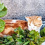 Weasley a rejoint le concours — aidez-le/la à gagner de superbes lots ! animal, background, cat, closeup, curious, feline, garden, green_leaves, leafy, lettuce, nature, orange_cat, outdoor, pet, plant, resting, stone_wall, texture, vegetation, white_cat
