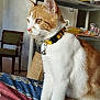 Weasley a rejoint le concours — aidez-le/la à gagner de superbes lots ! cat, orange_and_white_cat, collar, bell, indoor, bedspread, patterned_blanket, furniture, chair, shelf, curious, pet, animal, domestic_cat, whiskers, ears, paws, fur, side_view, seated