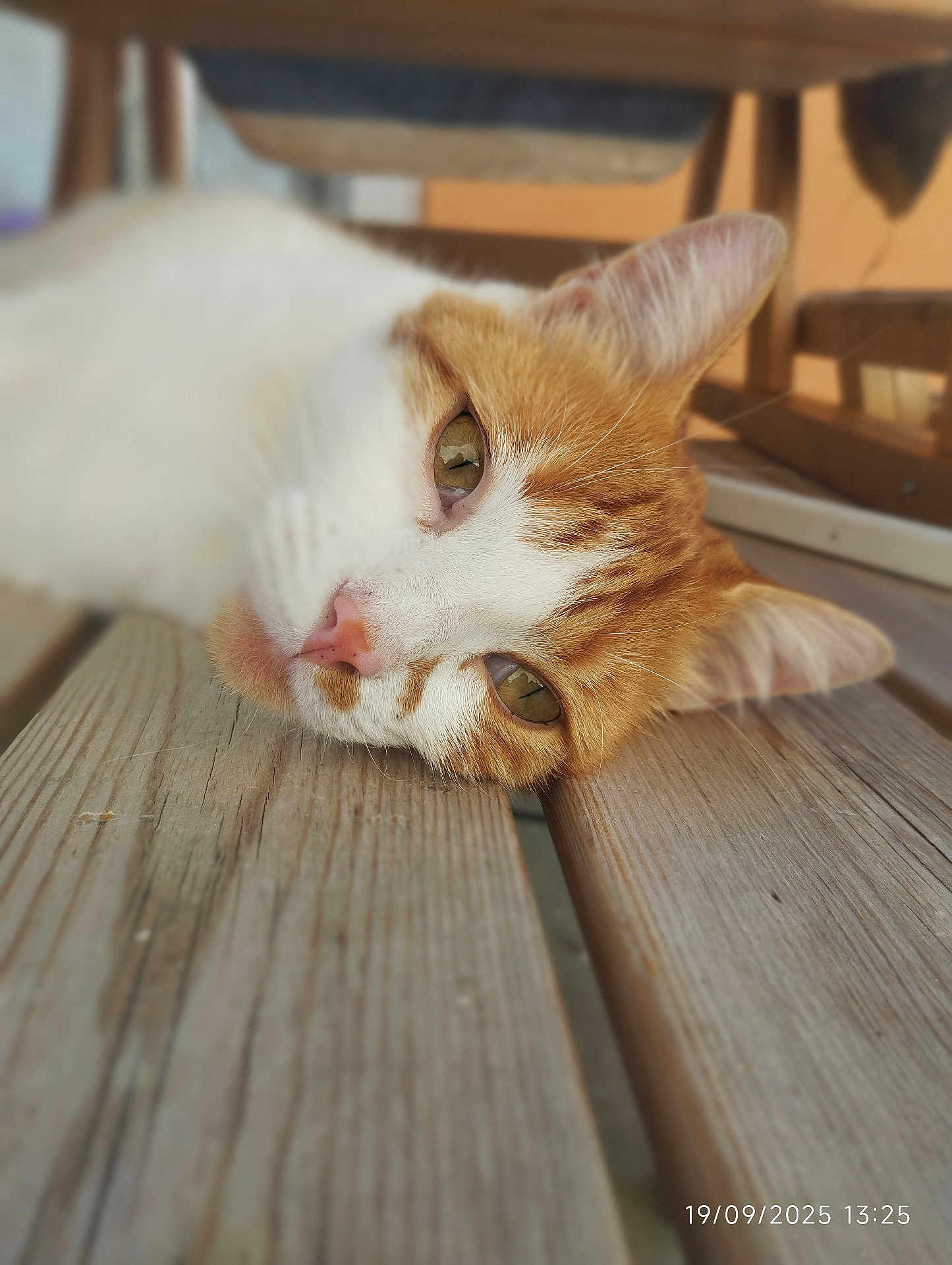Weasley a rejoint le concours — aidez-le/la à gagner de superbes lots ! animal, bench, cat, close_up, ears, eyes, feline, fur, lying_down, natural_light, nose, orange_and_white, outdoor, pet, portrait, relaxed, resting, sleepy, whiskers, wooden_surface