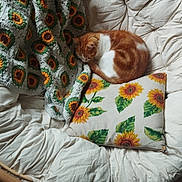 Weasley a rejoint le concours — aidez-le/la à gagner de superbes lots ! cat, sleeping, papasan_chair, pillow, sunflower_pattern, crocheted_blanket, orange_cat, white_cat, cozy, indoor, wooden_floor, furniture, cushion, relaxation, pet, home, comfortable, resting, cute, animal