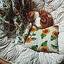 cat, sleeping, papasan_chair, pillow, sunflower_pattern, crocheted_blanket, orange_cat, white_cat, cozy, indoor, wooden_floor, furniture, cushion, relaxation, pet, home, comfortable, resting, cute, animal