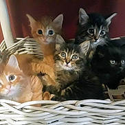 Cleo joined the competition — help win amazing prizes! basket, cat, kitten, orange_cat, black_cat, tabby_cat, fur, pet, animal, cute, indoor, group, snuggling, whiskers, eyes, feline, domestic_animal, resting, young, mammal