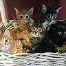 basket, cat, kitten, orange_cat, black_cat, tabby_cat, fur, pet, animal, cute, indoor, group, snuggling, whiskers, eyes, feline, domestic_animal, resting, young, mammal