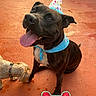 dog, party_hat, bandana, tongue_out, orange_floor, toy, bone_shaped_toy, text_on_toy, small_dog, brindle_dog, playful, pet, celebration, indoor, collar, happy, animal, canine, festive, sitting