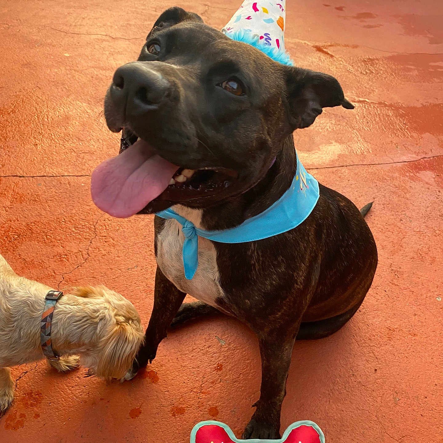 Sushy is registered to the contest to win money with this photo: dog, party_hat, bandana, tongue_out, orange_floor, toy, bone_shaped_toy, text_on_toy, small_dog, brindle_dog, playful, pet, celebration, indoor, collar, happy, animal, canine, festive, sitting