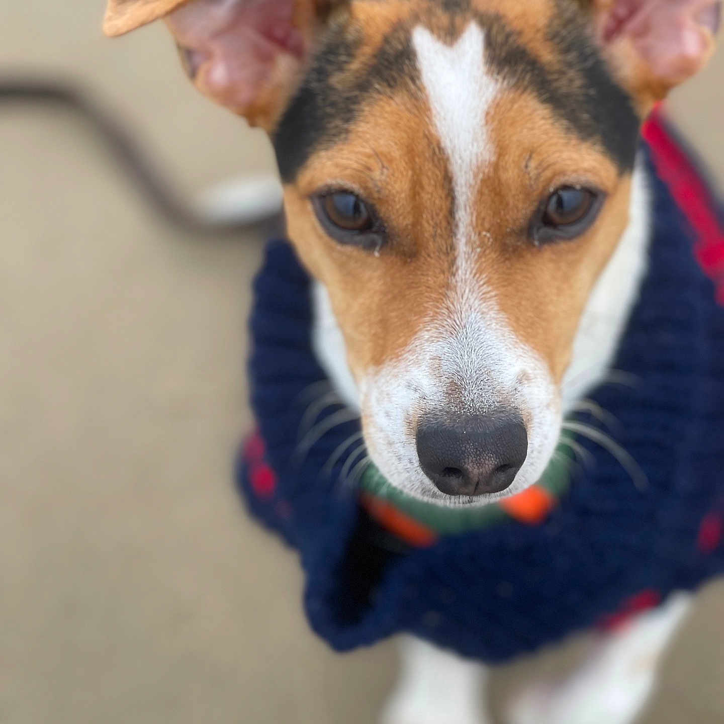 Lyloo Miniboo a rejoint le concours — aidez-le/la à gagner de superbes lots ! accessories, animal, beagle, canine, chihuahua, clothing, dog, face, head, hound, husky, knitwear, leash, person, pet, puppy, snout, strap, sweater, terrier