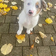 éros a rejoint le concours — aidez-le/la à gagner de superbes lots ! puppy, dog, white_fur, blue_eyes, nose_spot, autumn, leaves, pavement, outdoor, pet, cute, animal, young_dog, fall, nature, small_dog, looking_up, fur, adorable, curious