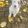 puppy, dog, white_fur, blue_eyes, nose_spot, autumn, leaves, pavement, outdoor, pet, cute, animal, young_dog, fall, nature, small_dog, looking_up, fur, adorable, curious