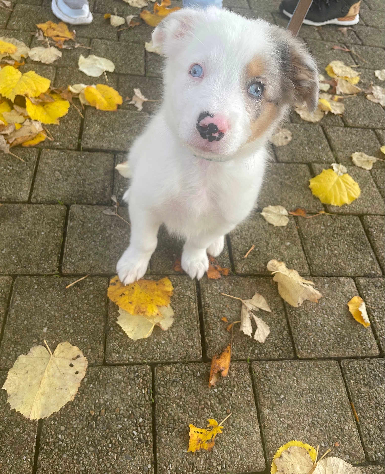 éros a rejoint le concours — aidez-le/la à gagner de superbes lots ! puppy, dog, white_fur, blue_eyes, nose_spot, autumn, leaves, pavement, outdoor, pet, cute, animal, young_dog, fall, nature, small_dog, looking_up, fur, adorable, curious